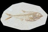 Diplomystus Fossil Fish - Wyoming #93996-1